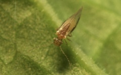 Trichopsocus