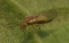 Trichopsocus