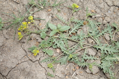 Rorippa sinuata