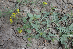 Rorippa sinuata