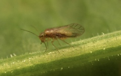 Trichopsocus