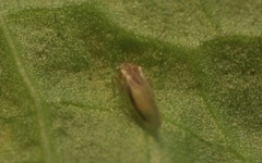 Trichopsocus