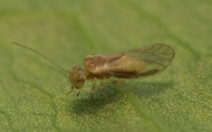 Trichopsocus