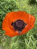 Oriental Poppy - Photo (c) heathermoon1313, some rights reserved (CC BY-NC)
