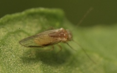 Trichopsocus