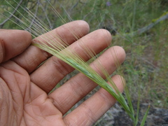 Elymus multisetus