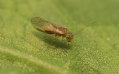 Trichopsocus