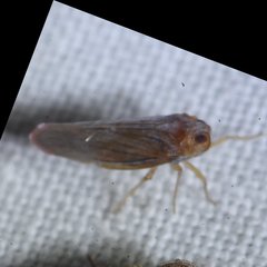 Omolicna