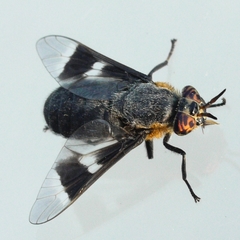 Chrysops cincticornis