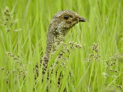 Dendragapus fuliginosus