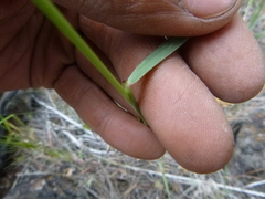 Elymus multisetus