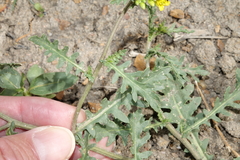 Rorippa sinuata