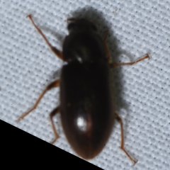 Pelonomus obscurus