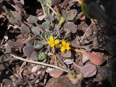 Physaria kingii kingii