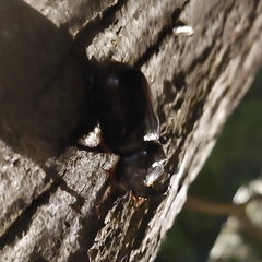 Oryctes nasicornis