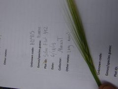 Elymus multisetus