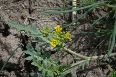 Rorippa sinuata