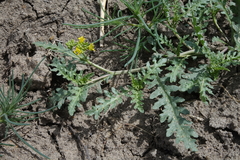Rorippa sinuata