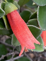 Correa pulchella