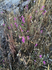 Silene scabriflora