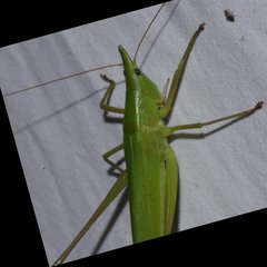 Neoconocephalus pahayokee