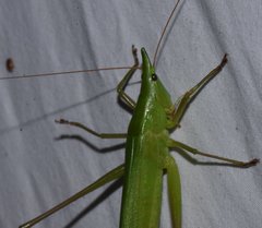 Neoconocephalus pahayokee