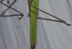 Neoconocephalus pahayokee