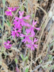 Silene scabriflora