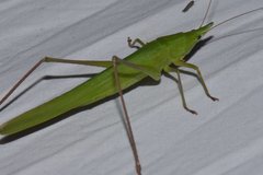 Neoconocephalus pahayokee