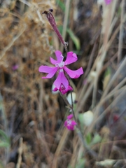 Silene scabriflora
