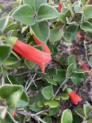 Correa pulchella