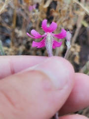 Silene scabriflora