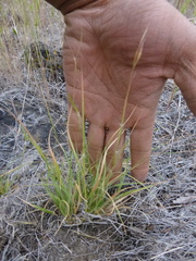 Danthonia unispicata