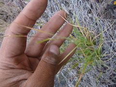 Danthonia unispicata