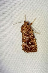 Callopistria granitosa