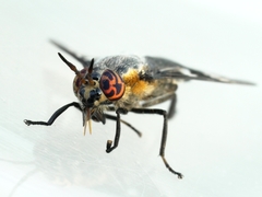 Chrysops cincticornis