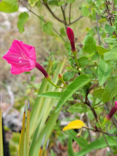 Image of Ipomoea microdactyla by (c) Jay Horn, some rights reserved (CC BY)