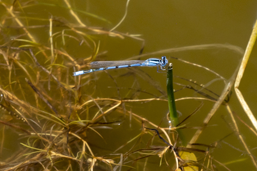 iNaturalist observation photo of Bluets