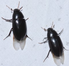 Hydrobiomorpha casta