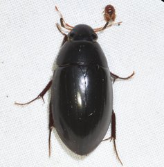 Hydrobiomorpha casta