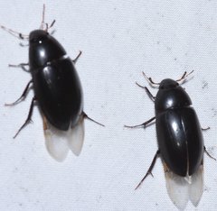 Hydrobiomorpha casta