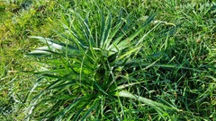 Eryngium paniculatum