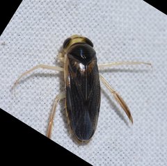 Corisella edulis