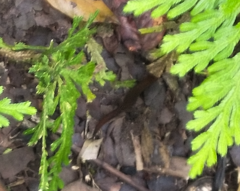 Sphaerodactylus vincenti