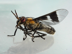 Chrysops cincticornis