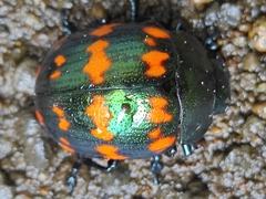 Platyphora spectanda