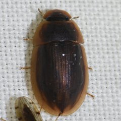 Helobata larvalis