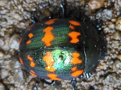 Platyphora spectanda