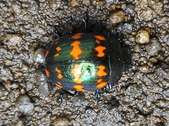 Platyphora spectanda