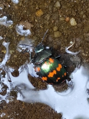 Platyphora spectanda